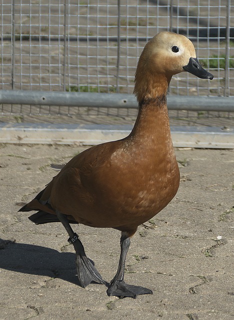 并在多次比