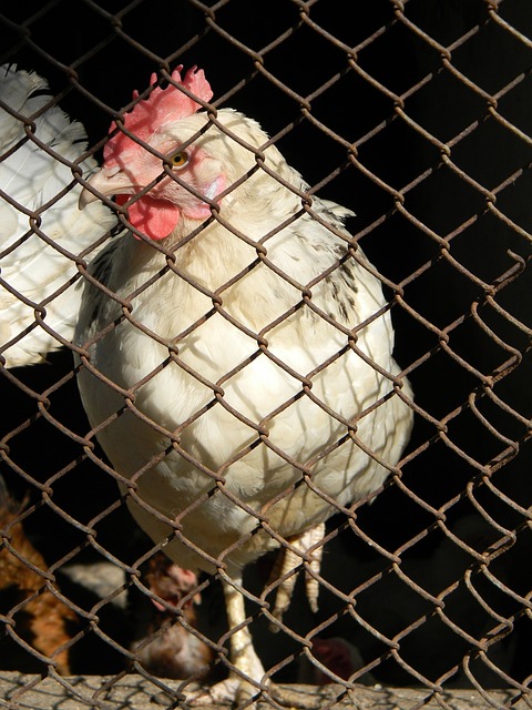 這一決定無 這一決定無